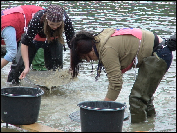 Kremnick zlatinka 2009