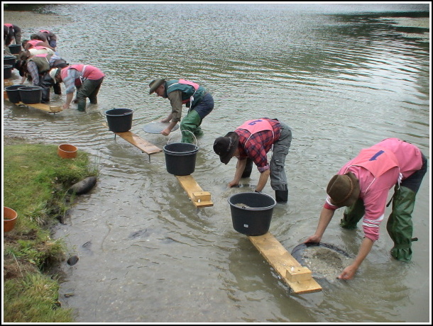 Kremnick zlatinka 2009