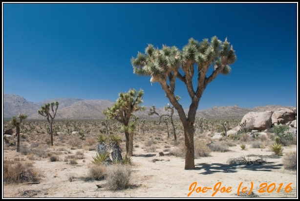 Majstrovstv sveta 2016, California, USA
